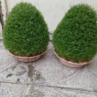 سبزه|گل و گیاه طبیعی|کوهدشت, |دیوار