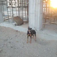 سگ دوبرمن اصل