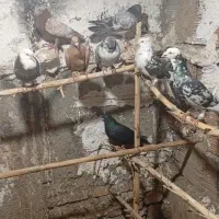 تکبر دورگ|پرنده|گرگان, |دیوار