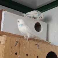 مرغ عشق از 100به تا 700|پرنده|قشم, |دیوار