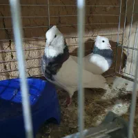 کبوتر|پرنده|یزد, |دیوار