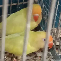 طوطی برزیلی به شرط مولد|پرنده|اهواز, نادری|دیوار