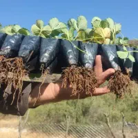 نشاء توت فرنگی از کردستان در ارقام مختلف|خدمات باغبانی و درختکاری|یزد, |دیوار