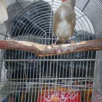 سهره ، قناری ،