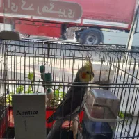 عروس هلندی با قفس