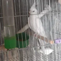 فروش جفت مولد آلبینو و مرغ عشق انگلیسی وارداتی