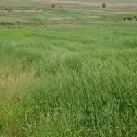 فروش زمین بحر جاده اصلی|فروش زمین و ملک کلنگی|نیر (اردبیل), |دیوار