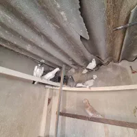 مایه کفتر|پرنده|تهران, شهید اسدی|دیوار