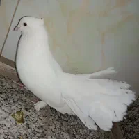 دم چتری آمریکایی