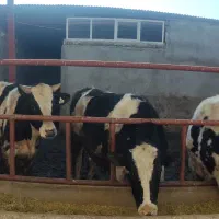 رهن  یا فروش گاوداری با جواز ۴۸راسی اطراف همدان