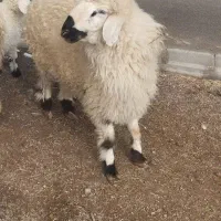 بره نر چاق|حیوانات مزرعه|سربیشه, |دیوار