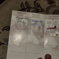 دوعدد سگ  نر و ماده  شیتزو و پامر|سگ|ورامین, ورامین|دیوار