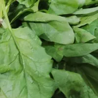 سبزی  اسفناج