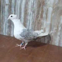 کبوتر پشتی ماده کاکلی المانی|پرنده|شیراز, سلطان آباد|دیوار