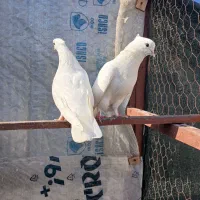 یک جفت کبوتر مطابق عکس
