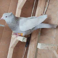 کفتر سینه سوسنی نر