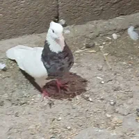 کبوتر طوقی