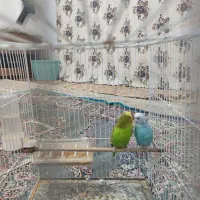 جفت مرغ عشق خوشگل وبالغ باسابقه جوجه دهی|پرنده|تربت جام, تیپ ۳۸ زرهی تربت جام|دیوار