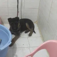 سگ ژرمن شپرد اصیل وارداتی|سگ|تبریز, |دیوار