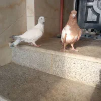 ابلغ افغانی