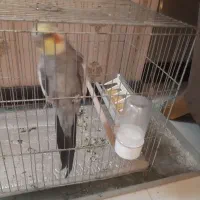 حیوان خانگی|پرنده|مشهد, کوثر|دیوار