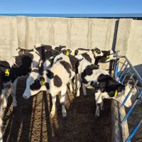 فروش گوساله هلشتاین ماده صنعتی وابستن