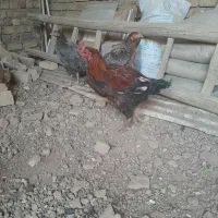 ج لاری|حیوانات مزرعه|کنگاور, |دیوار