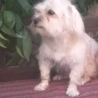 سگ شیتزو ماده