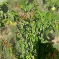 باغ ۳۰۰۰ متر مربع  زنجانرود فروش فوری|فروش زمین و ملک کلنگی|زنجانرود, |دیوار