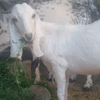 بز شیری سه قلو زا