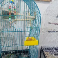 عروس هلندی  طوطی اماده تعلیم