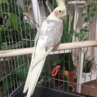 عروس هلندی ماده