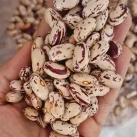 لوبیا چیتی درجه یک ارتشی بوجاری دانه درشت فقط۳۳۰