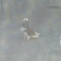 کفتر گرگی|حیوانات|بروجرد, |دیوار