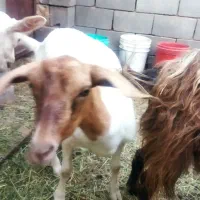 بز دورگ سامن ومورسیا،پر شیر