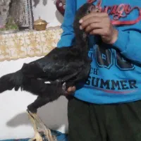 جوجه مرغ خروس لاری|پرنده|میاندوآب, |دیوار