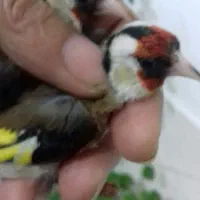 سهره|پرنده|اردبیل, |دیوار