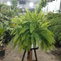 گل و گیاه آپارتمانی