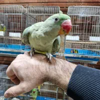 فروش شاهطوطی 5 ماهه تا 2 ساله|پرنده|اصفهان, حسینآباد|دیوار