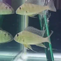 رد هد و پرکسیموس