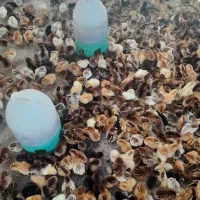 جوجه دوروزه مرغ اردک ورنگی