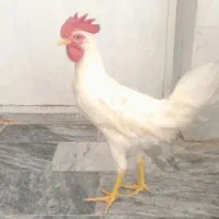 خروس