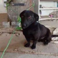 دو عدد سگ پاکوتاه