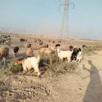 کهره سبک|حیوانات مزرعه|بهبهان, |دیوار