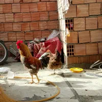 مرغ و خروس محلی|حیوانات مزرعه|مریوان, |دیوار
