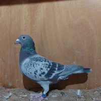 پلاکی مسابقاتی مقام دار با پرینت|پرنده|اهواز, کمپلو شمالی|دیوار