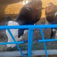 گوساله ماده درجه ۱ کیلو ۴۳۰