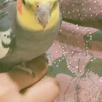 گمشده