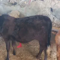 گوساله ماده دورگ محلی