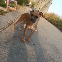 توله پیتبول با اصالت